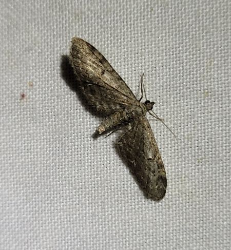 Eupithecia nanata  - Thomas Lux