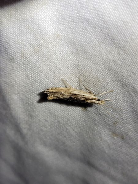 Ypsolopha scabrella  - Thomas Lux