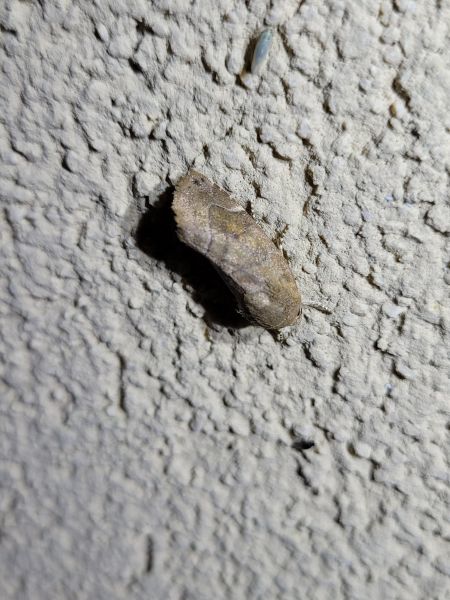 Cosmia affinis  - Thomas Lux