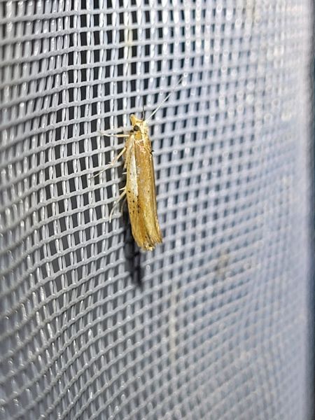 Ypsolopha parenthesella  - Thomas Lux