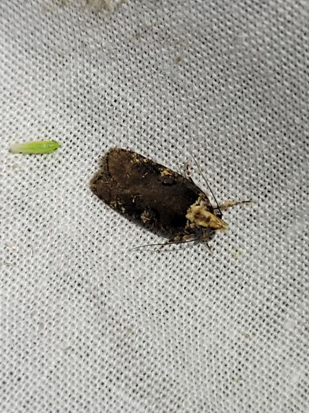 Agonopterix liturosa  - Thomas Lux