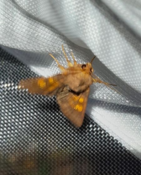 Amphipoea sp.  - Sylvain Lethuillier