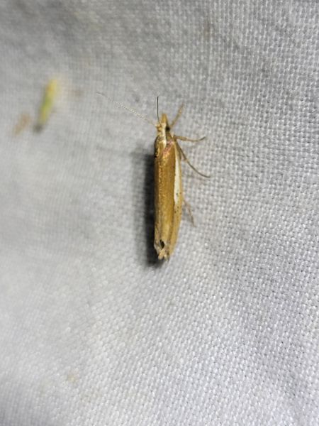 Ypsolopha parenthesella  - Thomas Lux