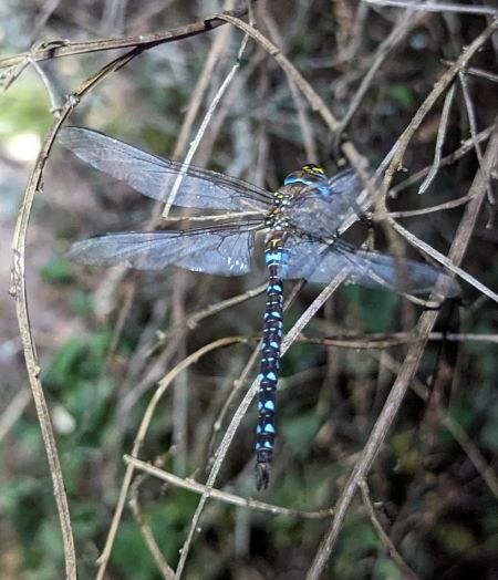 Migrant Hawker 