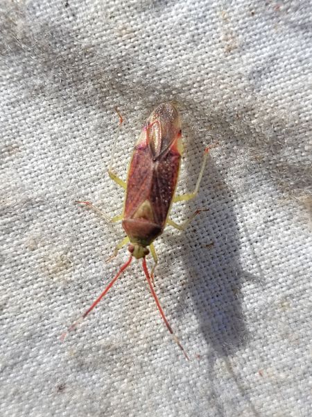 Pantilius tunicatus  - Thomas Lux