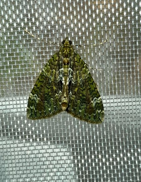 Chloroclysta siterata  - Sylvain Lethuillier