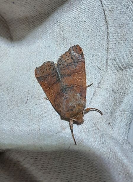 Agrochola pistacinoides / nitida  - Sylvain Lethuillier