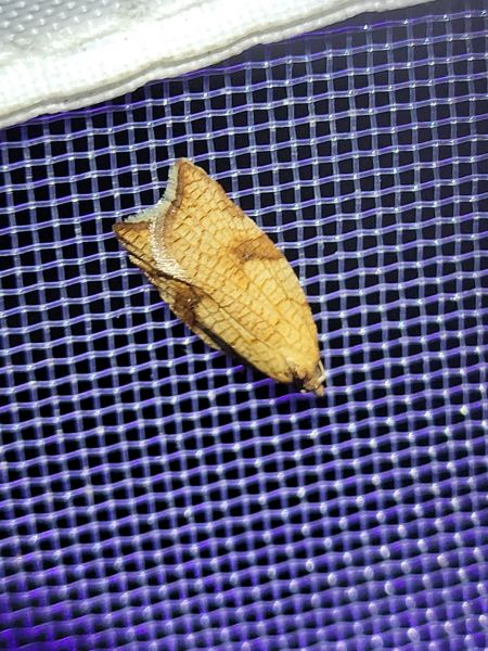 Acleris rhombana  - Thomas Lux