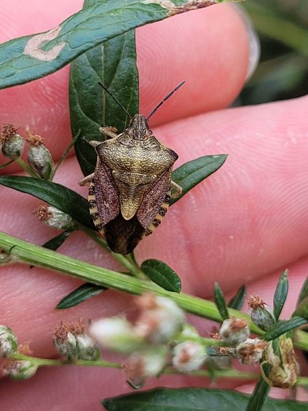 Carpocoris purpureipennis  - Thomas Lux