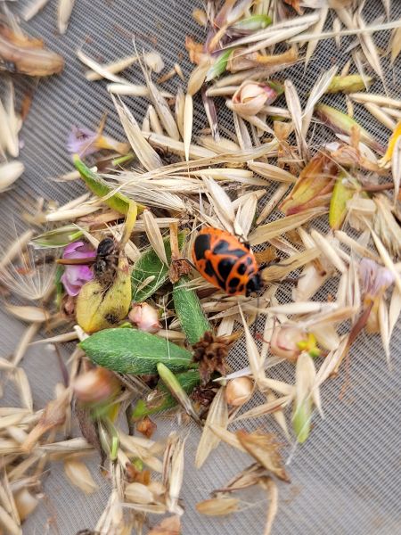 Eurydema dominulus  - Thomas Lux