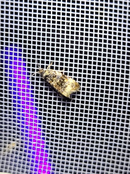 Endothenia sp.  - Thomas Lux