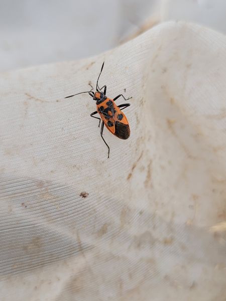 Corizus hyoscyami hyoscyami  - Thomas Lux