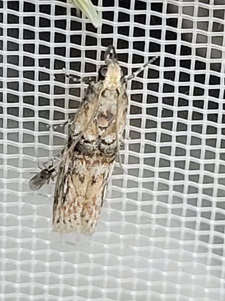 Nephopterix angustella  - Thomas Lux