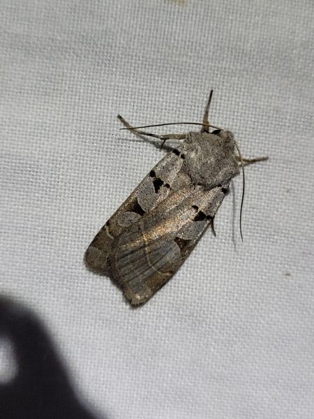 Eugnorisma glareosa  - Thomas Lux