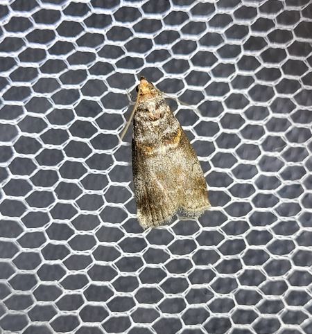 Acrobasis advenella  - Thomas Lux