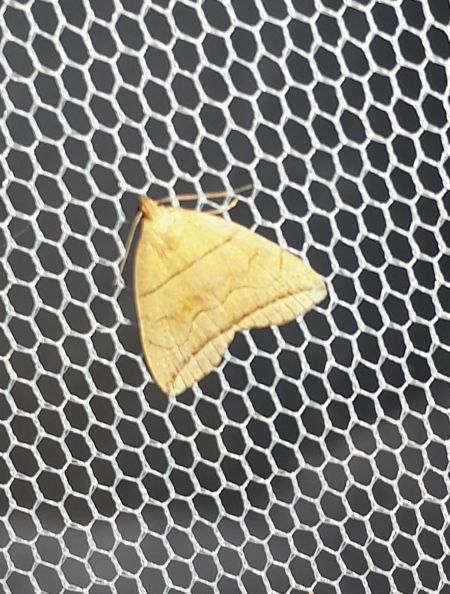 Herminia grisealis  - Sylvain Lethuillier