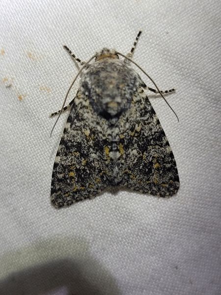 Polymixis xanthomista  - Thomas Lux