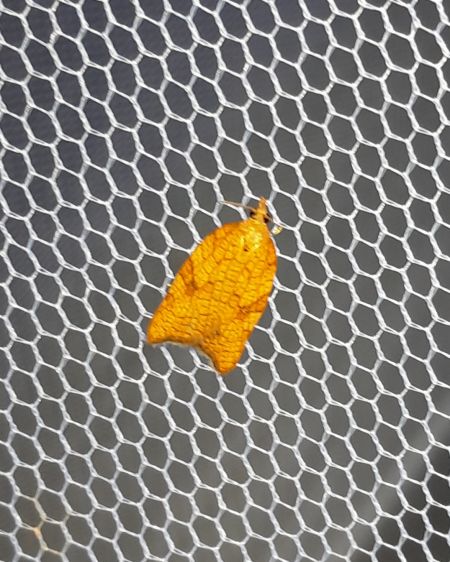 Acleris rhombana  - Sylvain Lethuillier