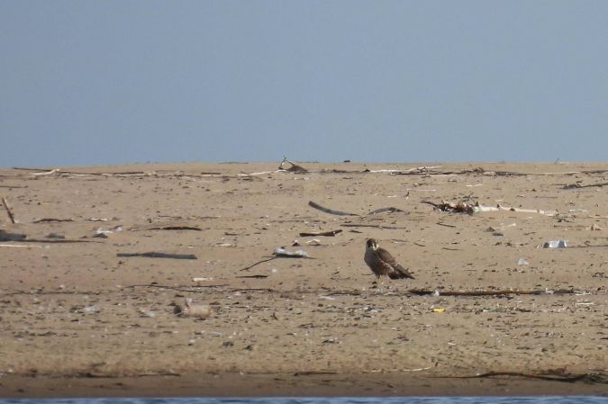 sokół wędrowny  - Beata Prusak