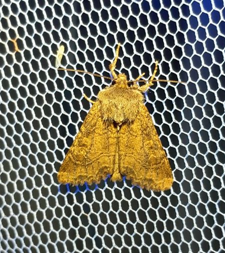 Luperina testacea  - Sylvain Lethuillier
