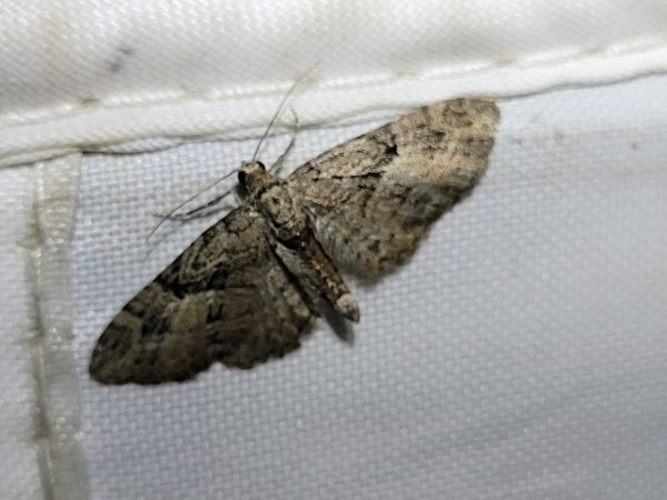 Eupithecia pusillata  - Thomas Lux