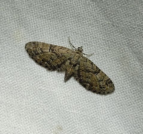 Eupithecia pusillata  - Thomas Lux