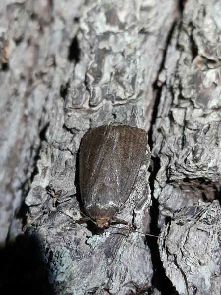 Amphipyra tragopoginis  - Sylvain Lethuillier