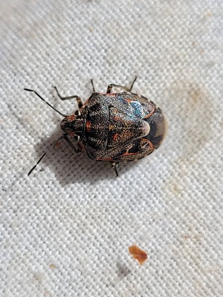 Holcogaster fibulata  - Thomas Lux