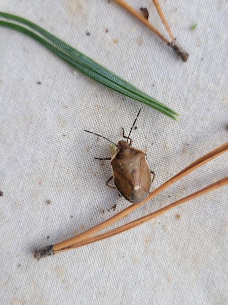 Chlorochroa pinicola  - Thomas Lux