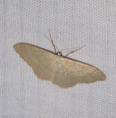 Idaea straminata  - Sylvain Lethuillier