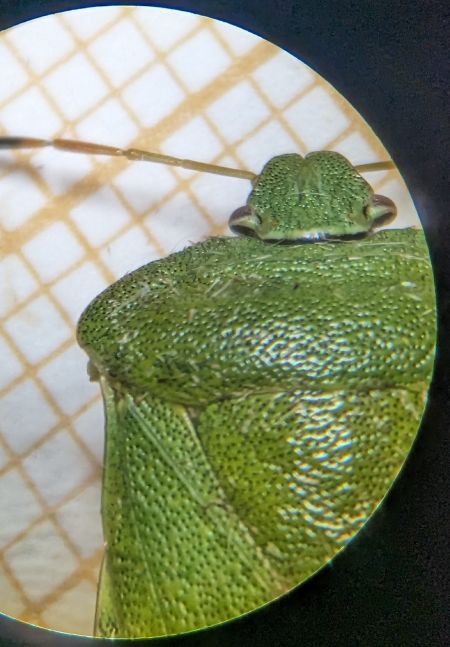 Palomena viridissima 