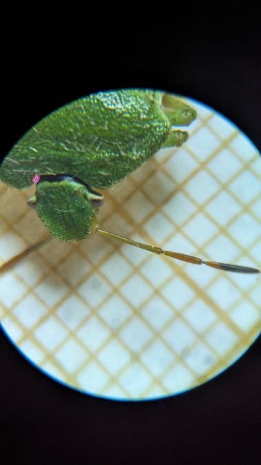 Palomena viridissima 
