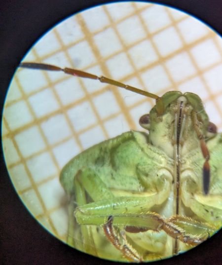 Palomena viridissima 