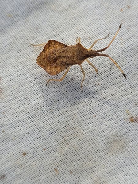 Syromastus rhombeus  - Thomas Lux