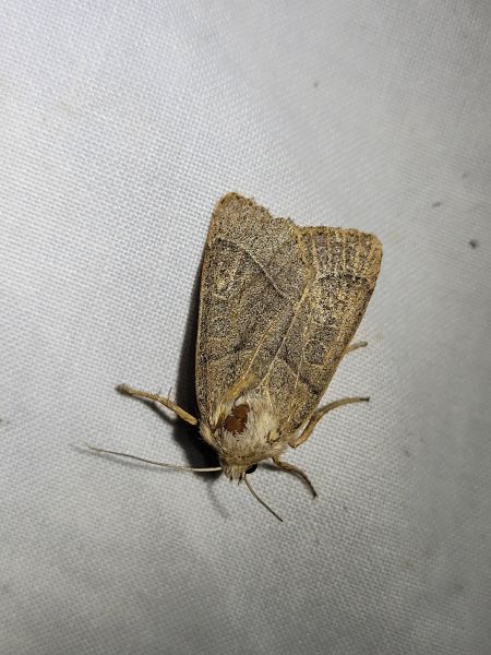 Mesogona acetosellae  - Thomas Lux