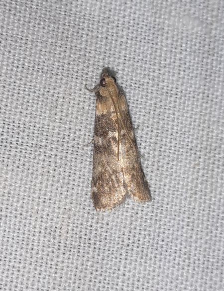 Euzophera pinguis  - Sylvain Lethuillier
