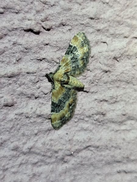 Eupithecia linariata  - Thomas Lux