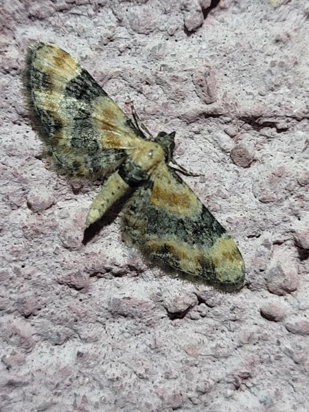 Eupithecia linariata  - Thomas Lux