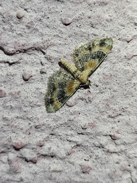 Eupithecia linariata  - Thomas Lux