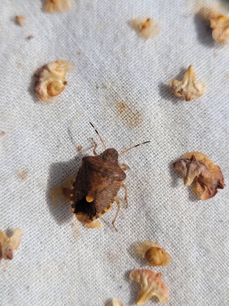 Peribalus strictus vernalis  - Thomas Lux