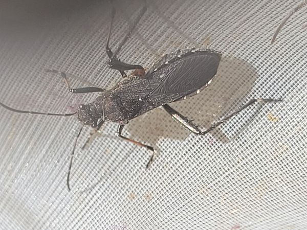 Alydus calcaratus  - Thomas Lux