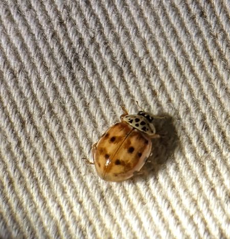 Coccinelle à quatre points 