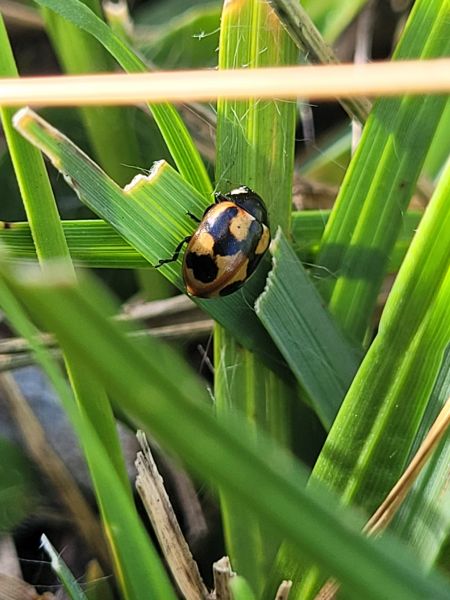 Coccinella hieroglyphica  - Thomas Lux