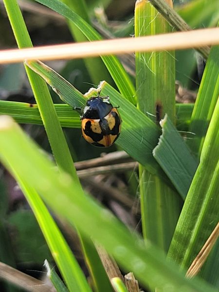 Coccinella hieroglyphica  - Thomas Lux