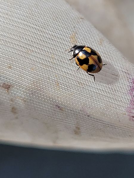 Coccinella hieroglyphica  - Thomas Lux