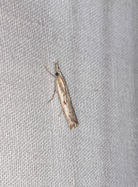 Agriphila geniculea  - Sylvain Lethuillier