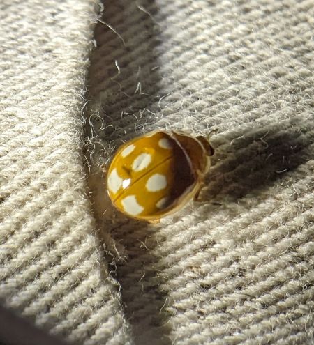 Calvia decemguttata 