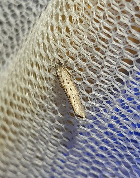 Yponomeuta sedella  - Sylvain Lethuillier