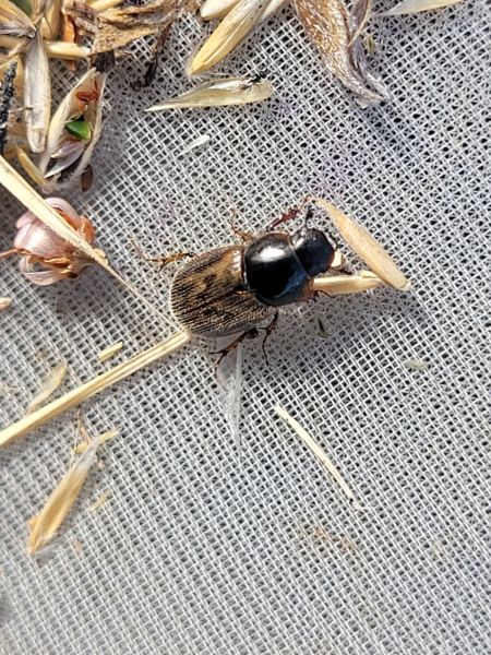 Aphodius sp.  - Thomas Lux