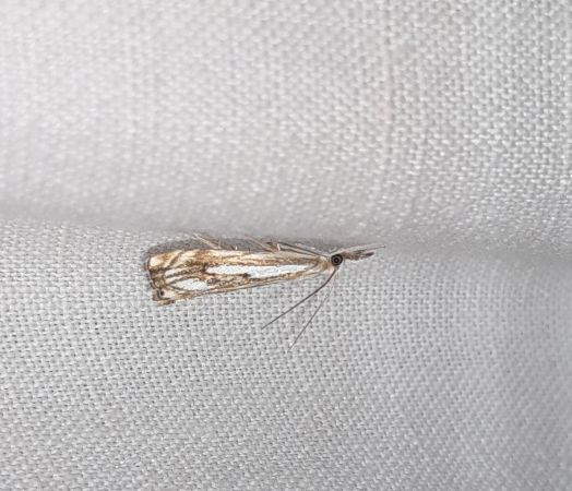 Catoptria falsella  - Sylvain Lethuillier